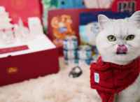 “留守宠物”过年吃喝拉撒全套配齐，天猫国际进口猫粮、智能猫厕所热销